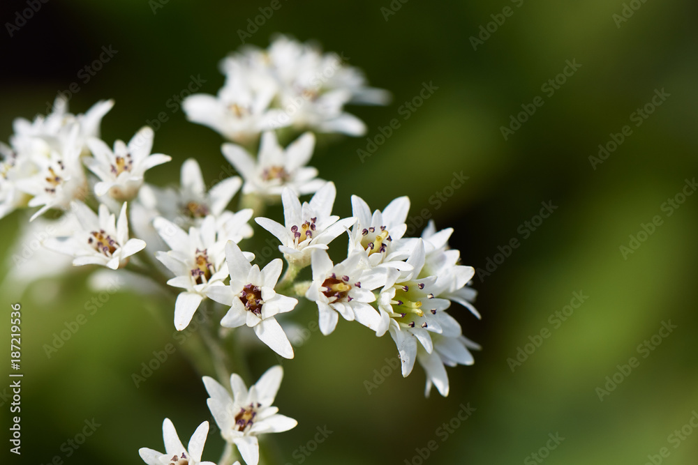 Aceriphyllum rossii Aceriphyllum rossii