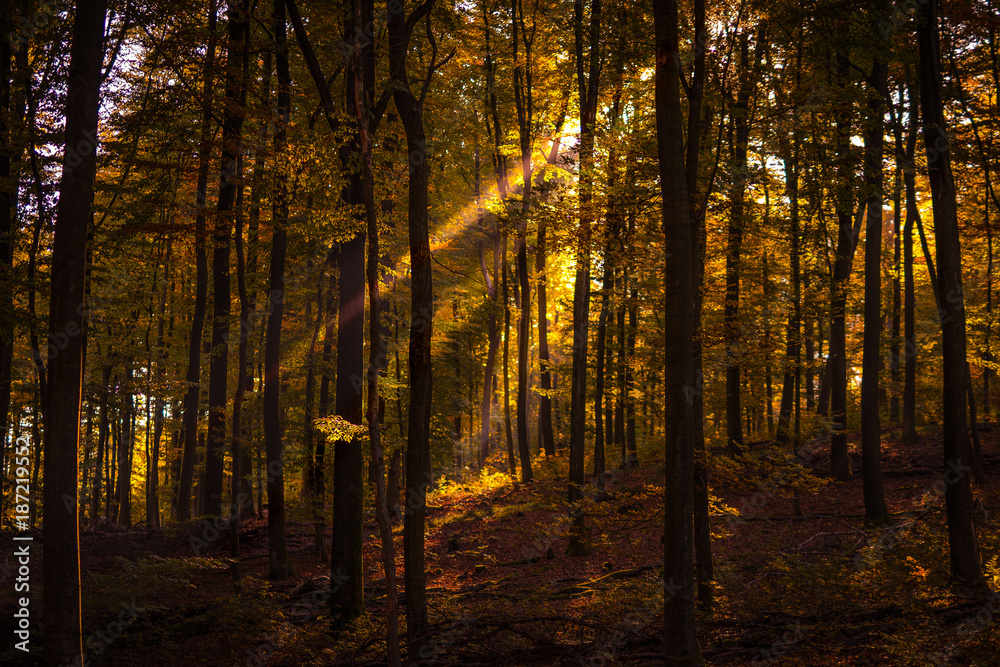 Obraz premium Sun rays in autumn