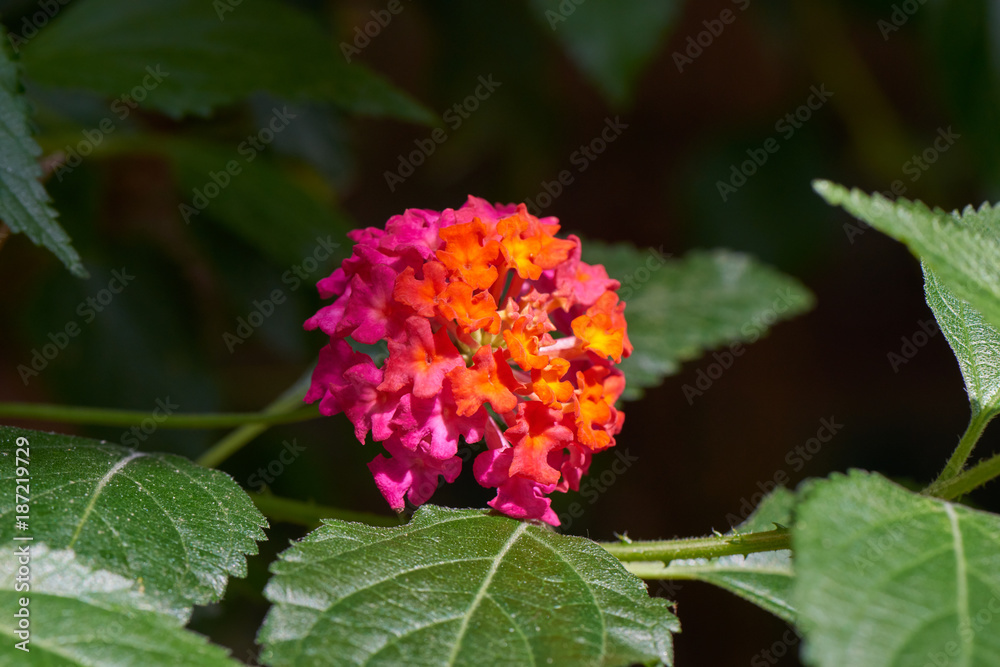 Lantana Camara Lantana Camara