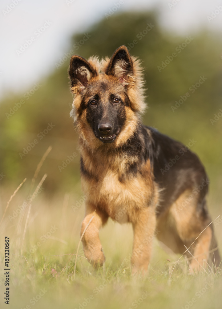 German shepherd dog German shepherd dog