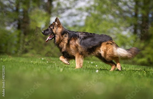 German shepherd dog © Mikkel Bigandt