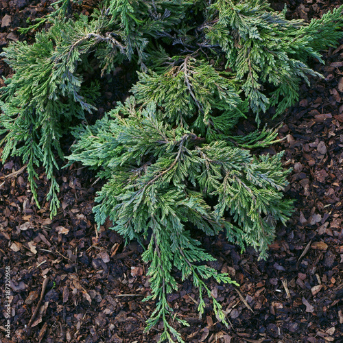  Juniperus horizontalis Pancake