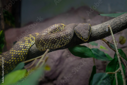 Mangrove Pit Viper, kind of poison snake bind on a tree