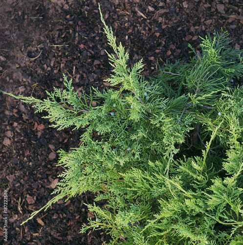  Juniperus virginiana Golden Spring