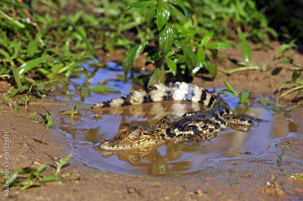 Fototapeta premium Krokodilkaiman / Nördliche Brillenkaiman (Caiman crocodilus) - Spectacled caiman 