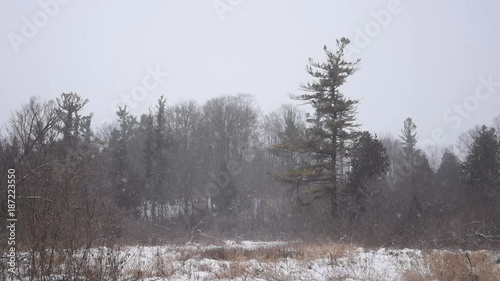 Wallpaper Mural Snowfall, winter landscape with houses and fir Torontodigital.ca