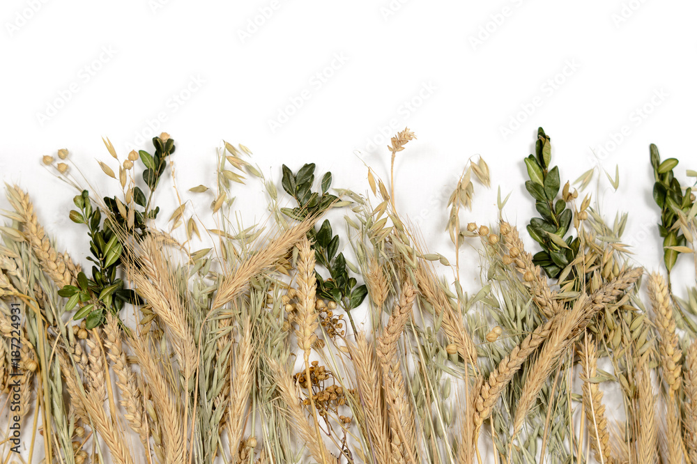 Stems of wheet, rye, flax, oat and periwinkle on white background. Concept symbol of welfare and wealth. Harvest. Ukrainian and slavic national food as basis of bread.