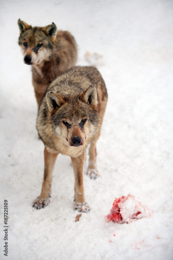 The wolves in the snow eating a fresh meat The wolves in the snow eating a fresh meat