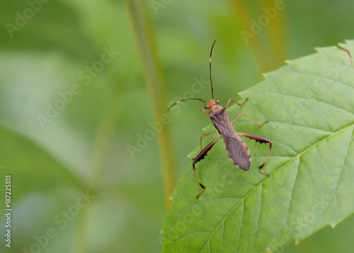 Tropical Beetle on Green Background