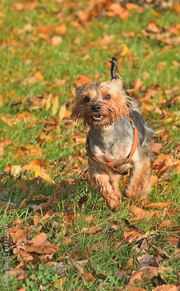 Yorkshire terrier biegnie przez park jesienią