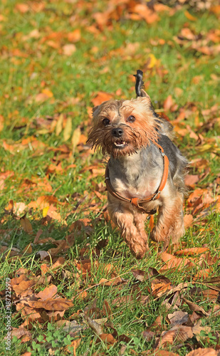 Obraz na płótnie Yorkshire terrier biegnie przez park jesienią w salonie