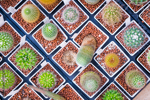 Top view pots of cactus and succulents with different type