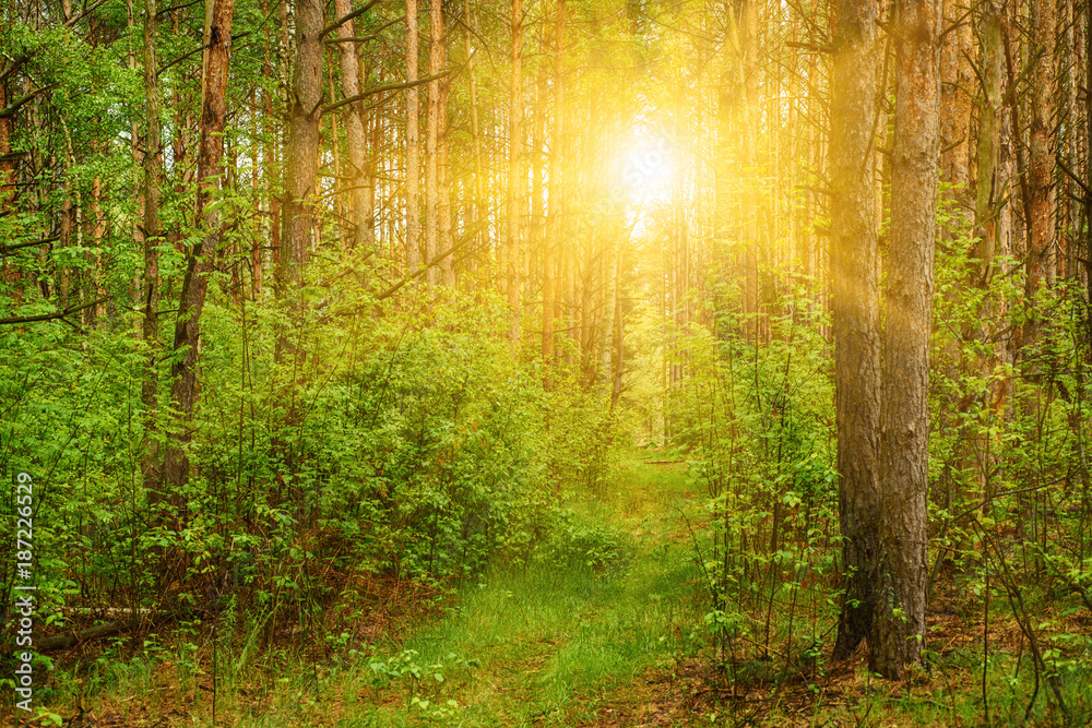 Summer green forest with sun shining, natural outdoor seasonal background.