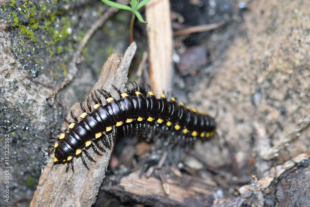 Cyanide Millipede 04 Cyanide Millipede 04