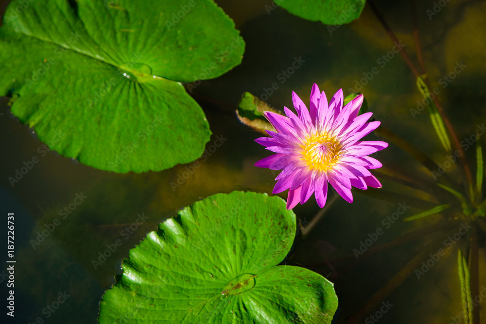 beautiful pink waterlily or lotus flower in pond with green leaf beautiful pink waterlily or lotus flower in pond with green leaf