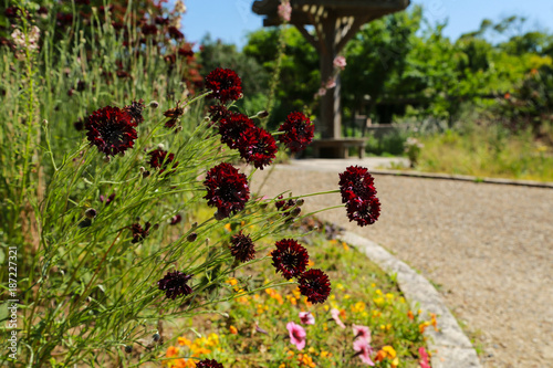 Red Scabiosa atropurpurea