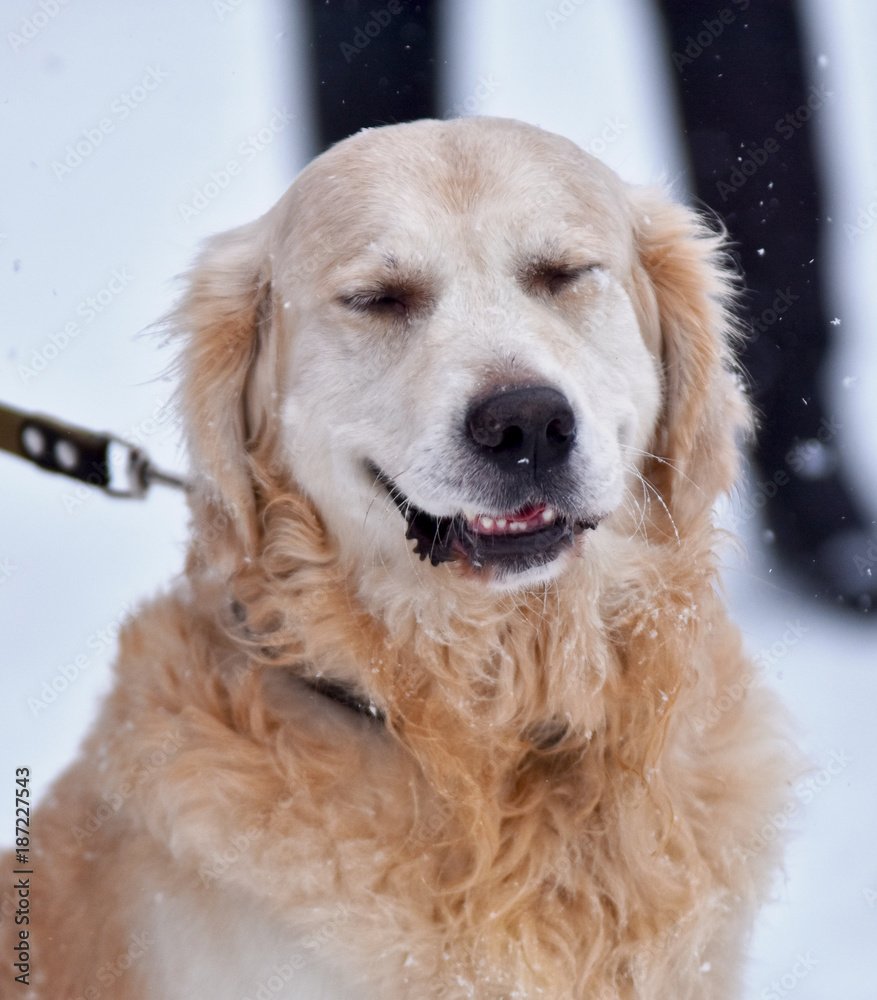 portrait of dog breed golden retriever portrait of dog breed golden retriever