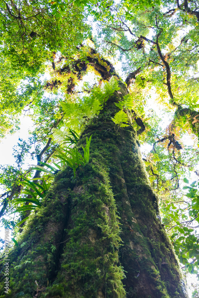 Fototapeta premium tree trunk with moss and orchid in rainforest under view at Doi intanon national park, Chiangmai, Thailand
