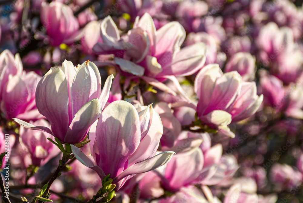 magnolia flowers close up with shallow depth of field on a blur background magnolia flowers close up with shallow depth of field on a blur background