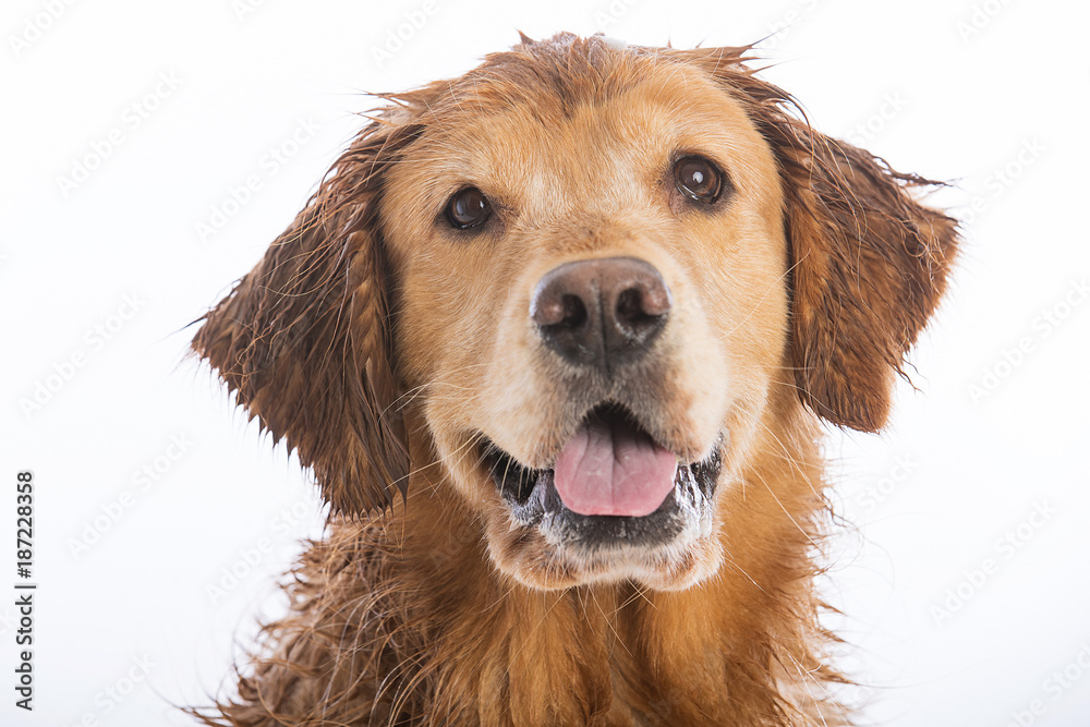 Obraz premium Happy Golden Retriever Dog