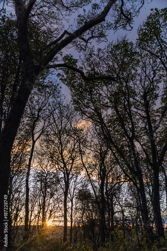 rays shining through trees at sunset