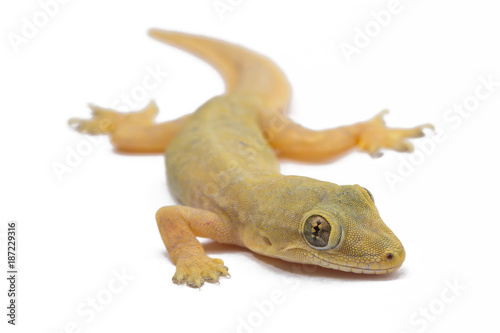  lizard isolated on white background.