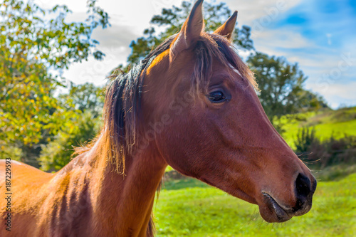 Brown horse profile against green field and blue sky. Asturias, Spain © Jeanne Emmel