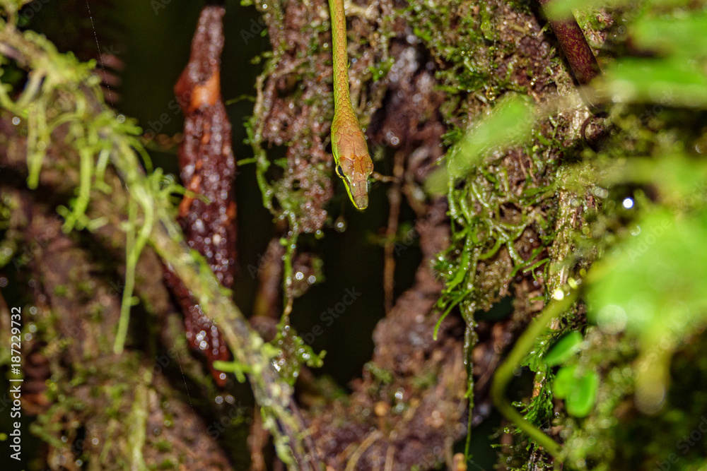 Snake head in the forest over tree trunk