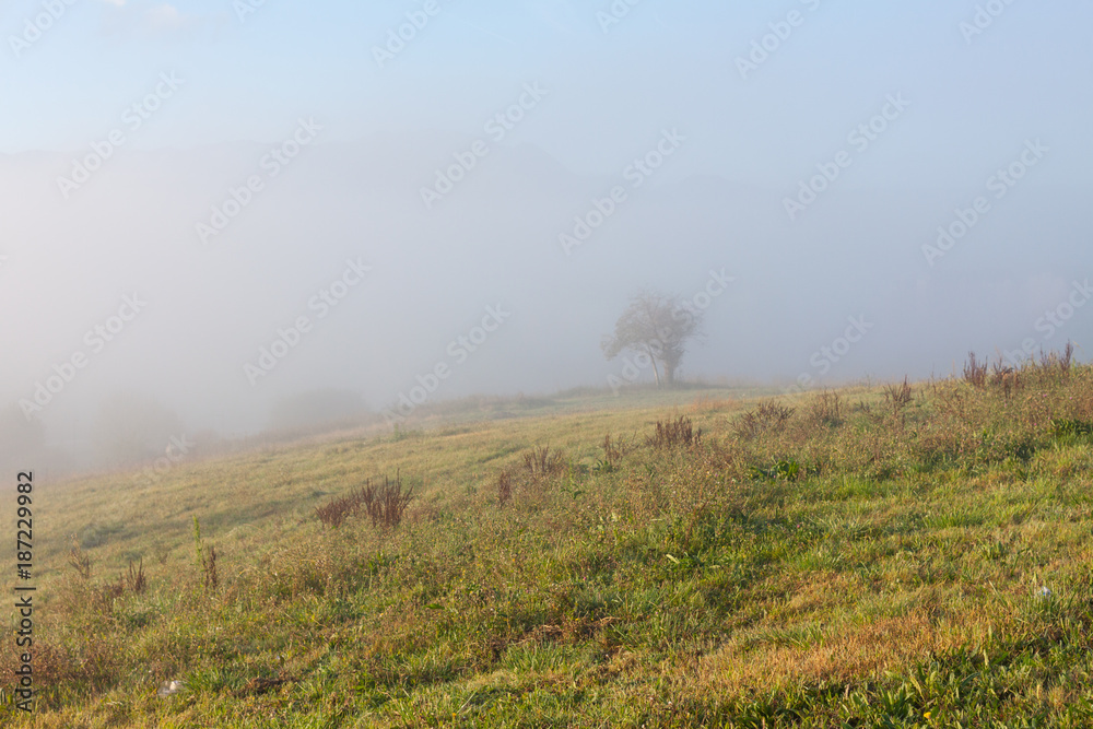 Trees in the morning fog near Oviedo, Asturias, Spain