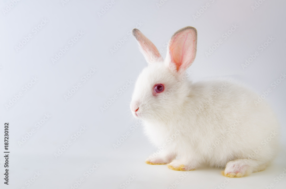White rabbit in easter animal concept White rabbit in easter animal concept