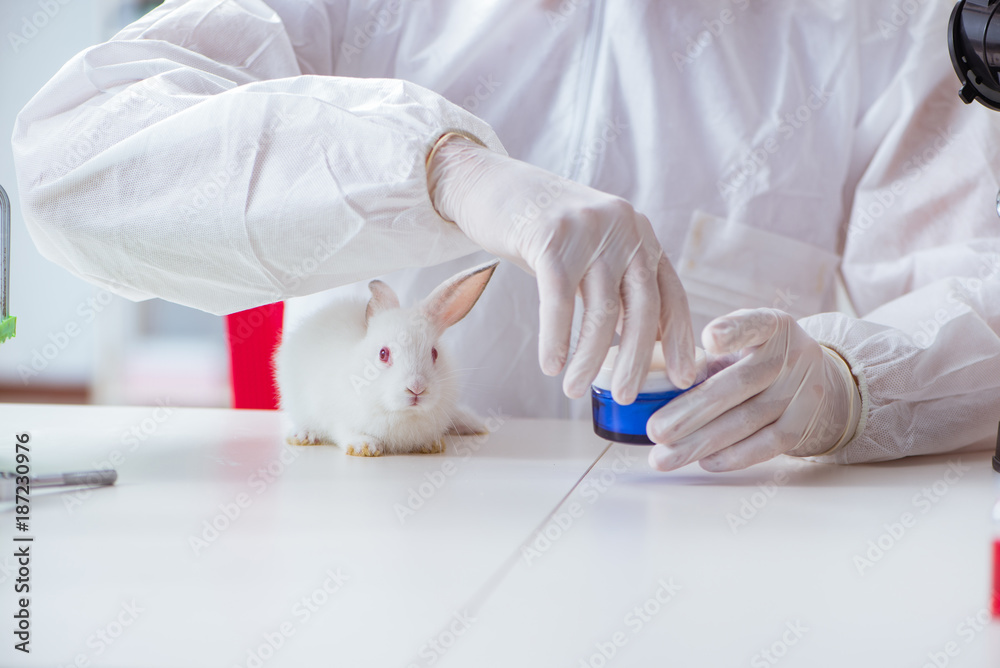 White rabbit in scientific lab experiment White rabbit in scientific lab experiment