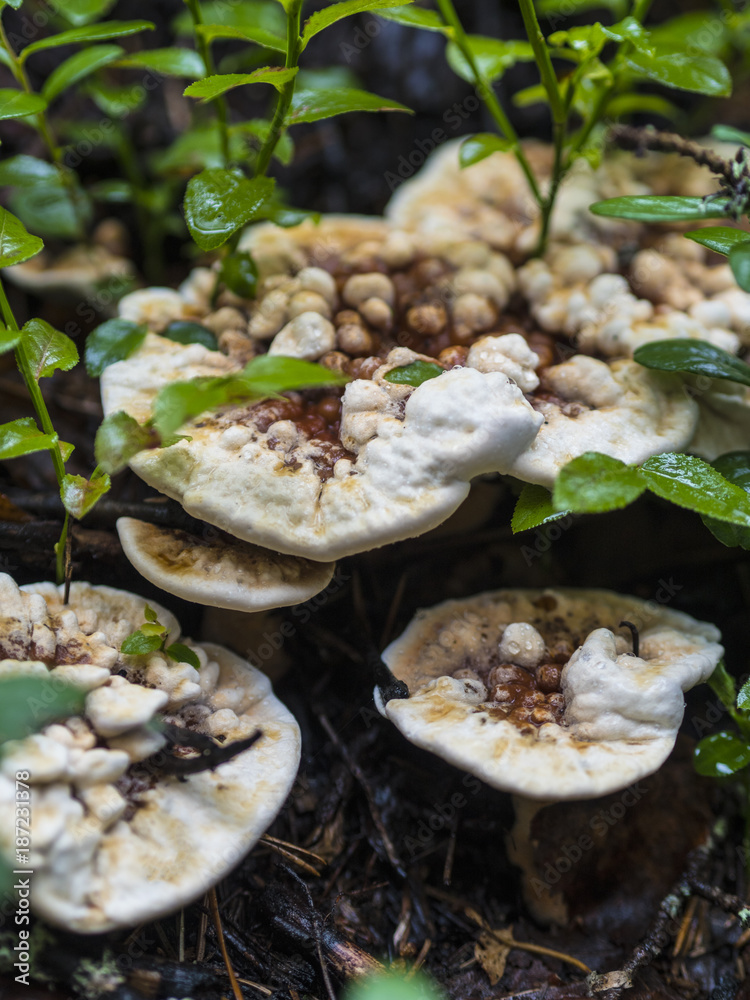 Fototapeta premium Beautiful Fungus, Moss & Toadstools of Finland Forests