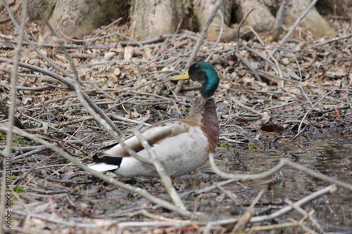 Mallard Drake in a forest clearing in early spring.