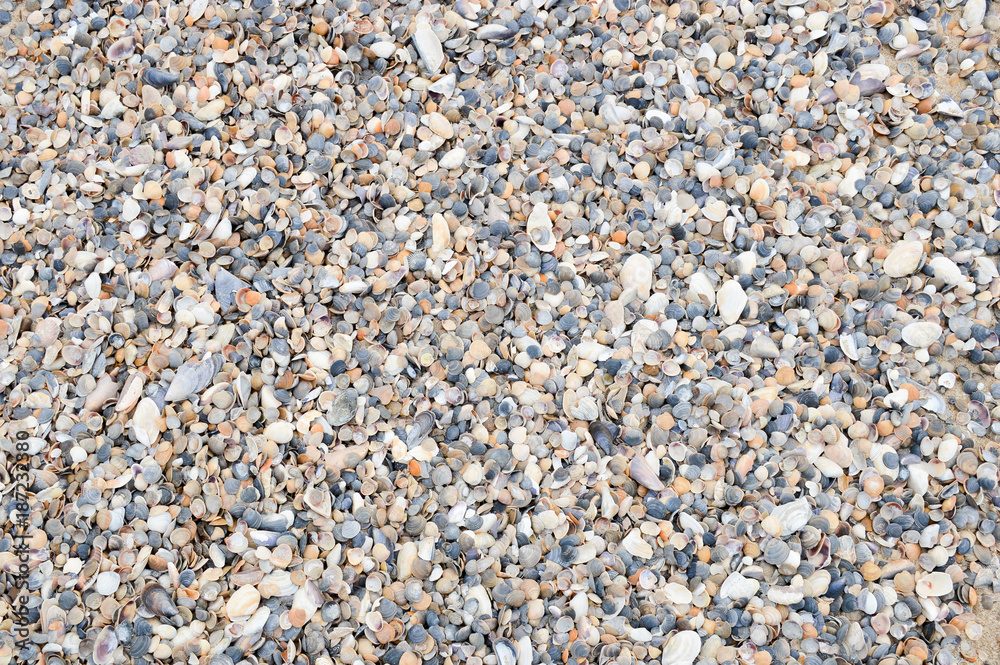 Texture of seashells on the shore Texture of seashells on the shore