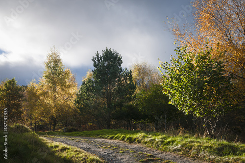 Fototapeta Naklejka Na Ścianę i Meble -  Autumnal Trees / Trees illuminated in the Scottish autumnal sunshine.
