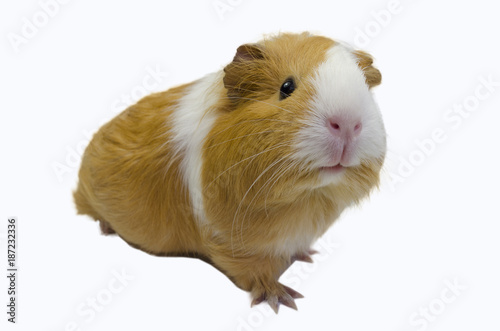 Image of a cute Guinea pig with a white isolated background.