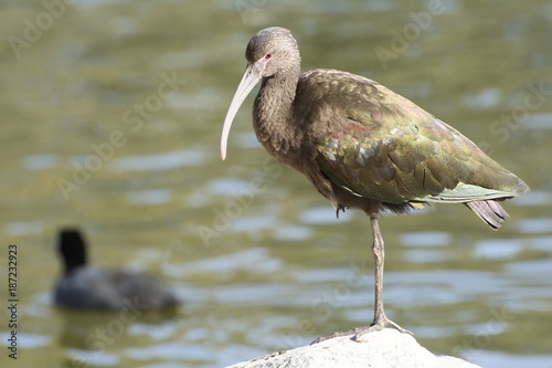 White-faced Ibis