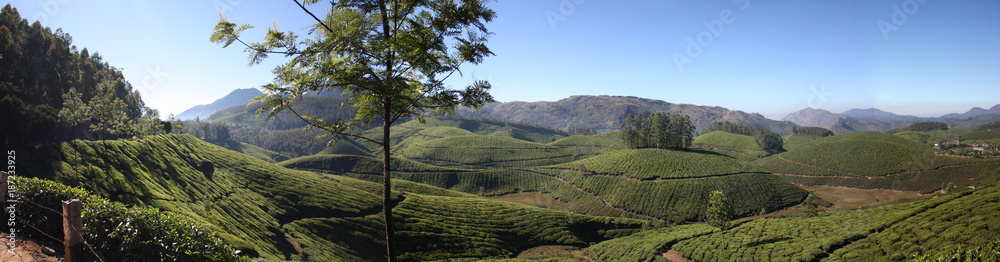 Naklejka premium Tea garden in Munar