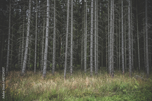 Spooky dark forest with tall withered trees