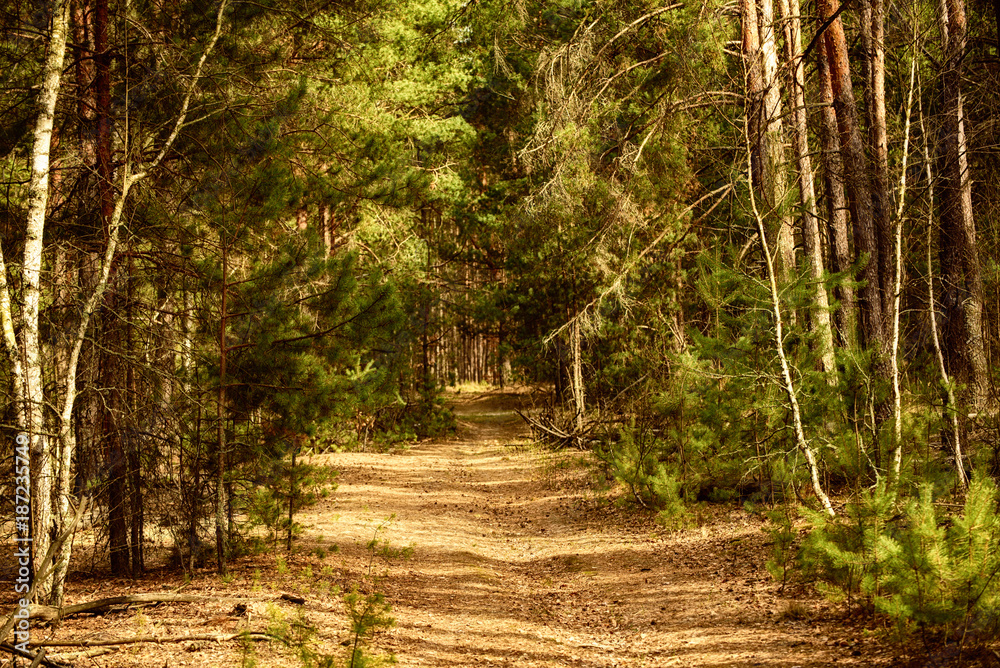 Summer green forest with path, natural outdoor seasonal background. Summer green forest with path, natural outdoor seasonal background.