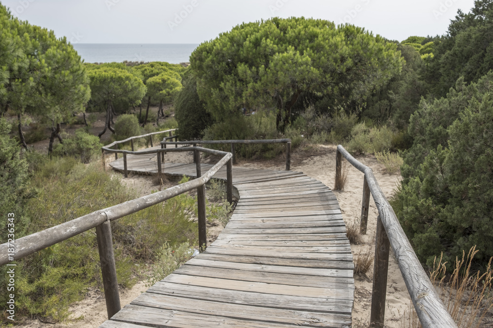 Huelva, Andalusia, Spain. Wooden walkway that crosses the natural park of Los Enebrales, near the park of Doñana.