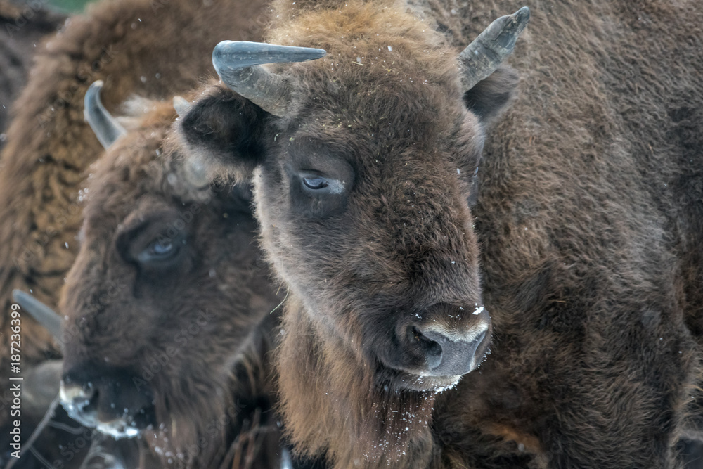 Bison close-up, there is 2 beautiful bison staying close