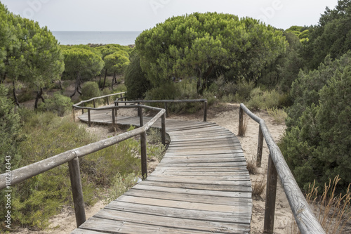 Fototapeta Naklejka Na Ścianę i Meble -  Huelva, Andalusia, Spain. Wooden walkway that crosses the natural park of Los Enebrales, near the park of Doñana.