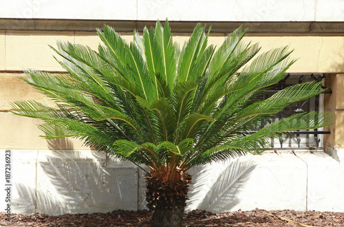 Cycas photo