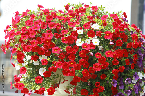 Calibrachoa rouge photo