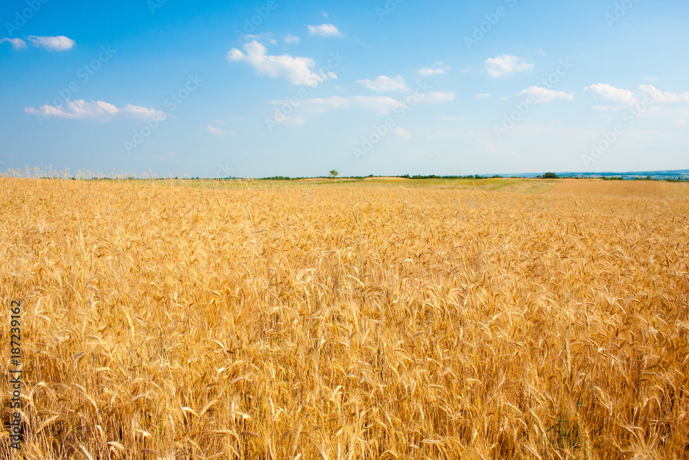 Ripe golden wheat field in summertime