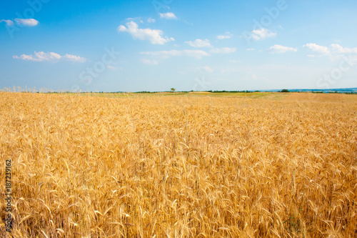 Ripe golden wheat field in summertime