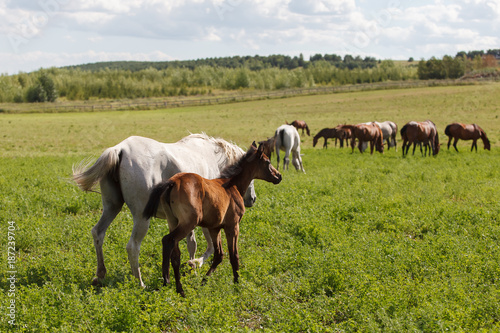 Horses on a green field / Mare and Her Foal © ksubogdanova