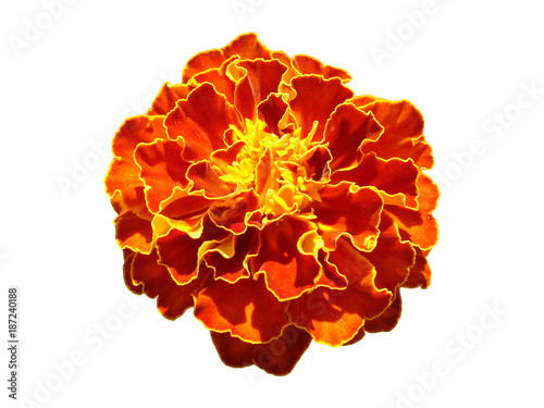 One French marigold orange and yellow flower isolated on white photo