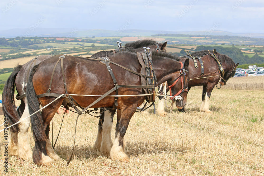 Shire horses ploughing